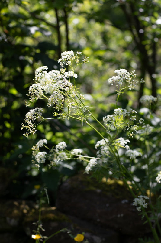 The Cow Parsley Bowl