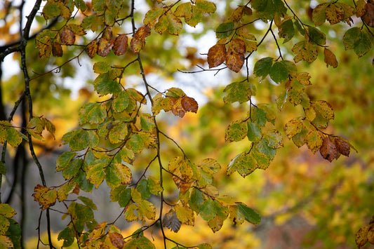 Autumnal Beech Leaves