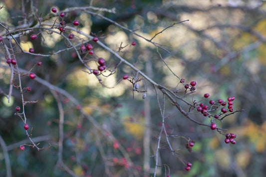 Winter Limited Edition Bowl 2021 - The Hawthorn Berry