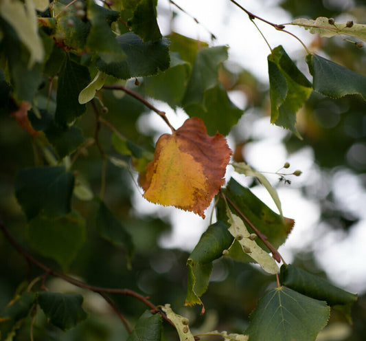 Autumns Colours