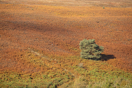 Autumn Golds