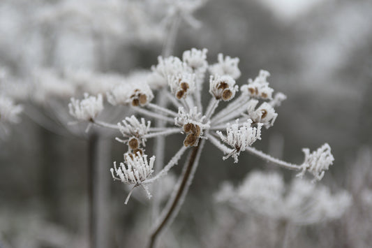 Hoar Frost