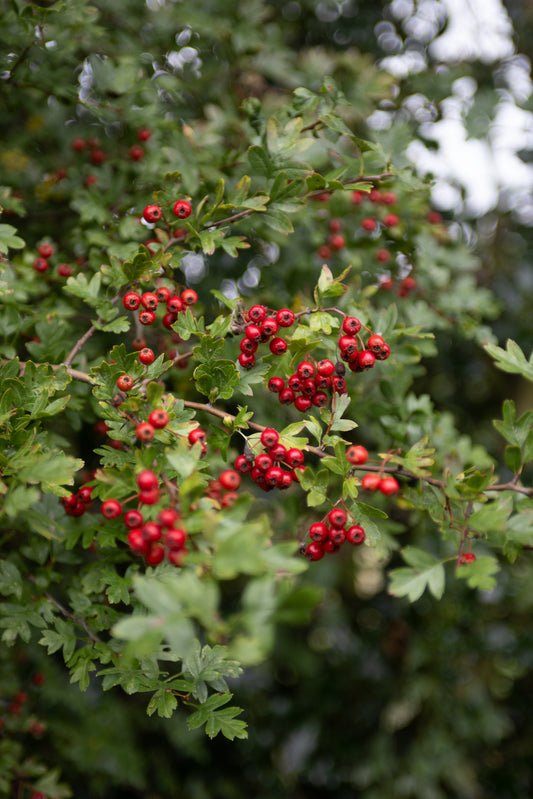 Hawthorn Berries