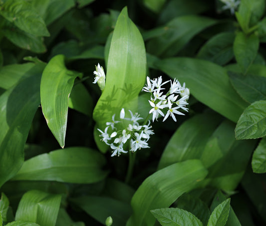 Wild Garlic Flowers