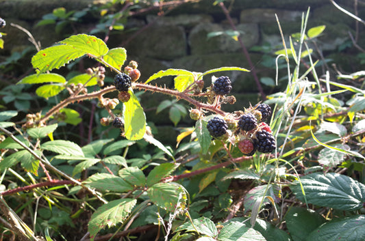 Bramble