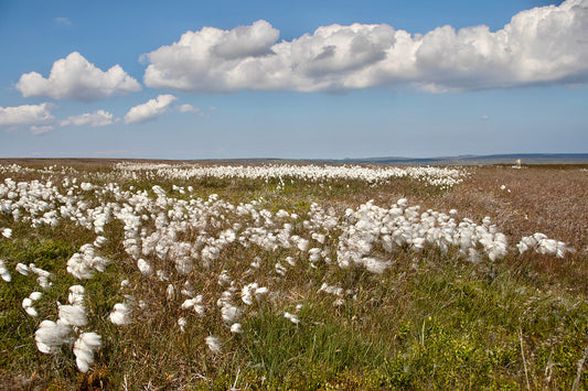 Stunning Summers Day