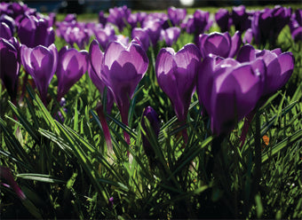 Crocus - Limited Edition Spring 2017