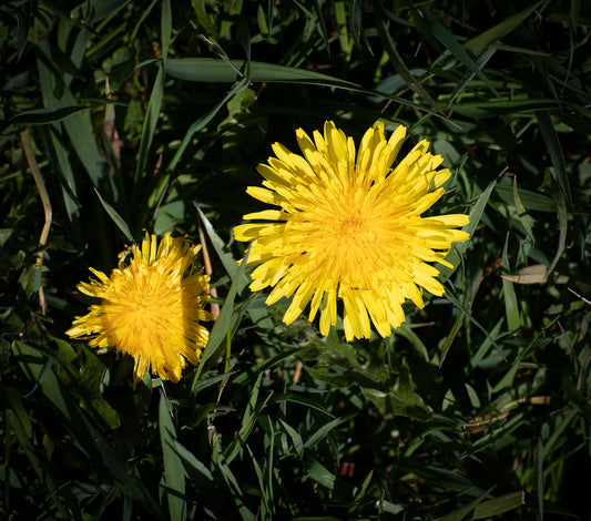 Dandelions