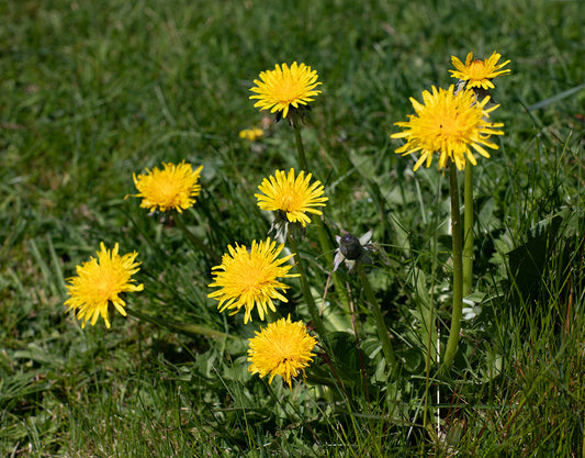 Dandelion Bowl