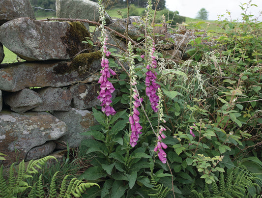 Fox Glove
