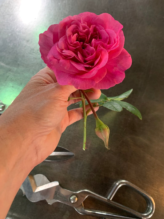 The Glorious Gertrude Jekyll Rose