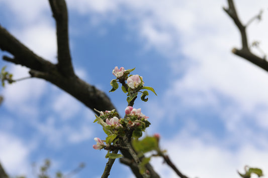 Signs of Life - Apple Blossom