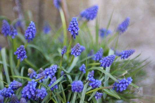 Grape Hyacinth - Seasonal Limited Edition Bowl