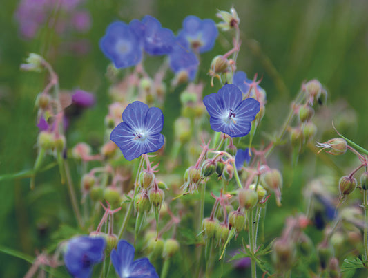 Meadow Cranesbill