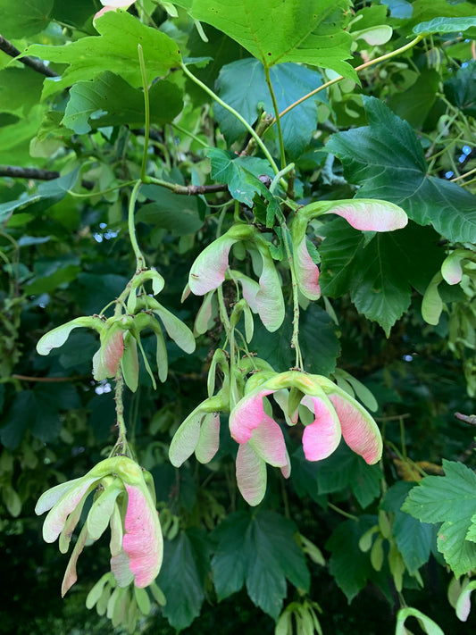 Sycamore Seeds