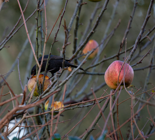 Blackbirds and the Howgate Wonders