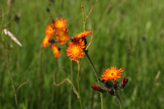 Fox & Cubs - Last Limited Edition of 2020