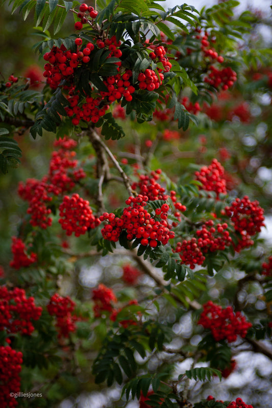 A Touch of Autumn