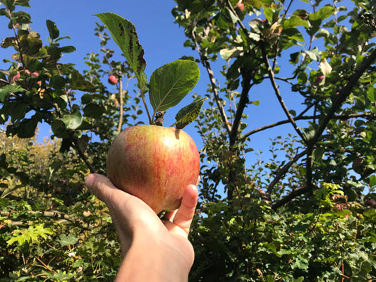 Wonderful Howgate Wonder