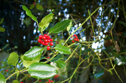 Beautiful Abundant Holly