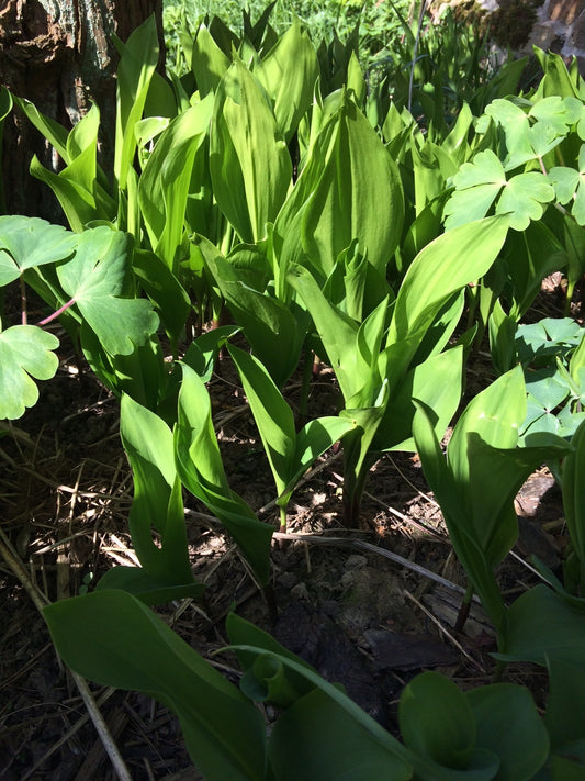 Lilly of the Valley