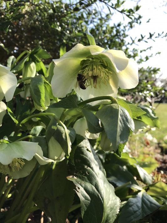 Hellebore