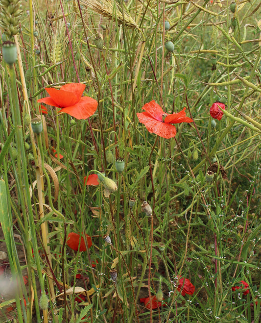 Field Poppy