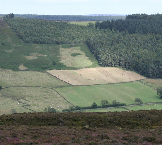 Landscape - Details