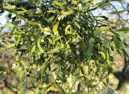 Mistletoe Bowl