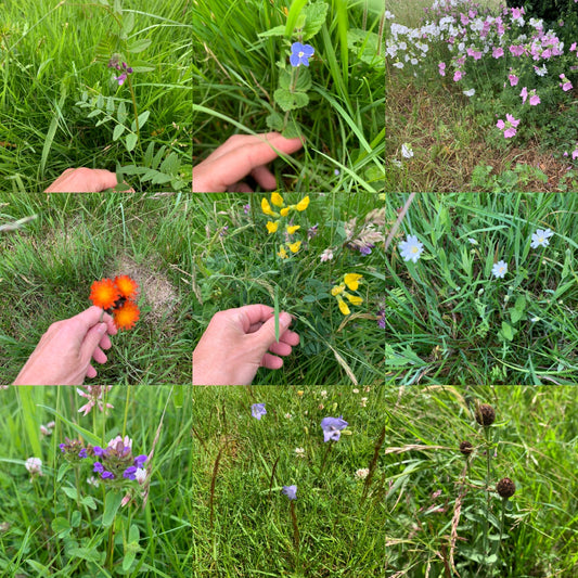 Rosedale's Wildflower Church yard