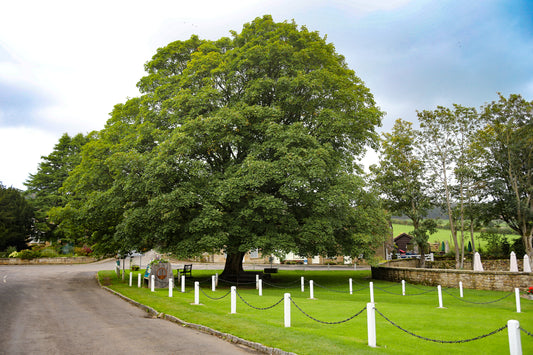 Rosedales Sycamore