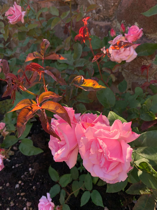 Roses and Leaves