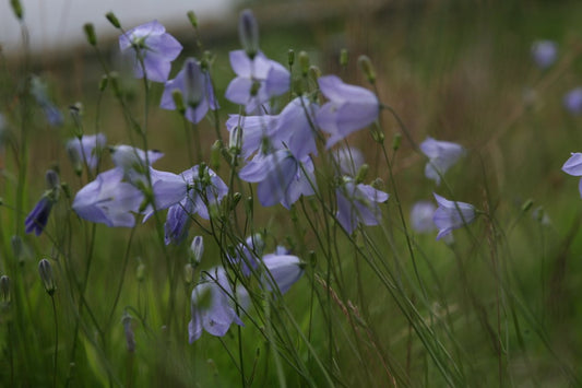 The Harebell