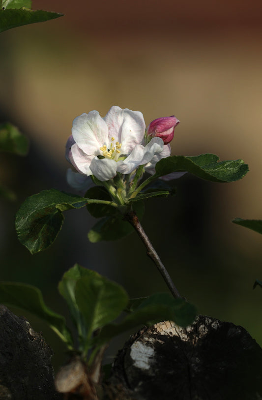 Apple Blossom at Last
