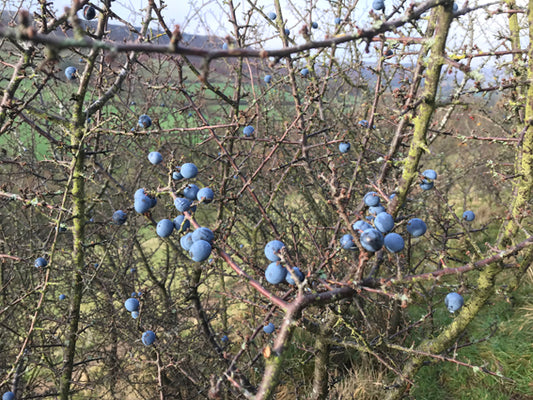 Sloe Berry Bowl