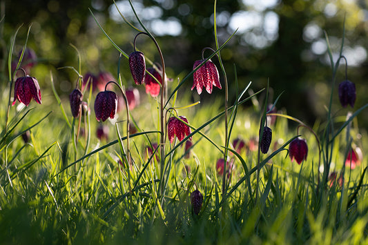 Snakes Head Fritillary