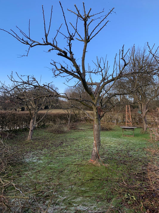 Apple Trees