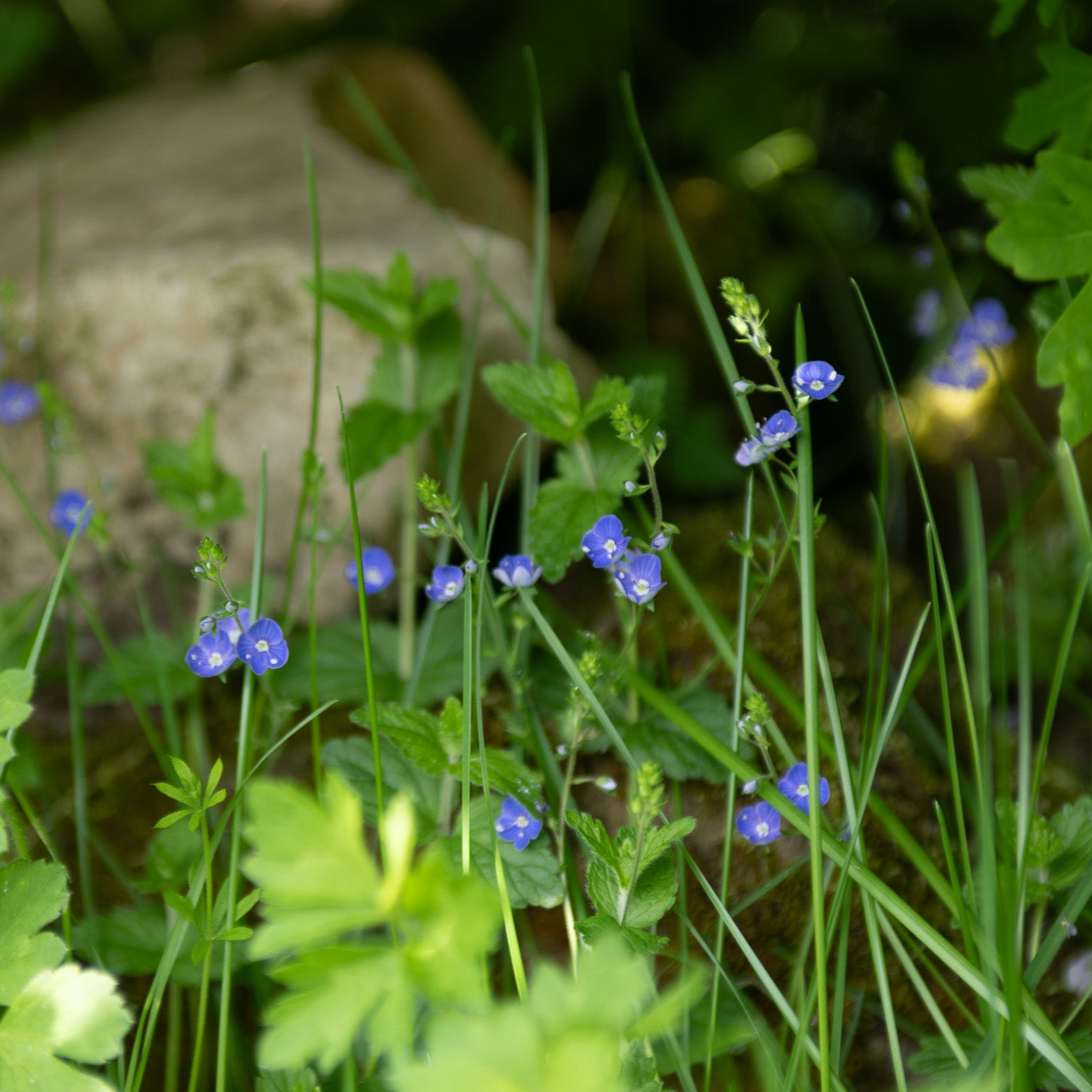 Large Germander Speedwell Bowl