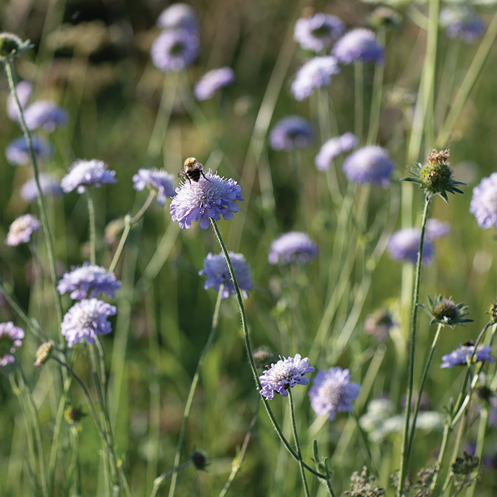Small Scabious Bowl
