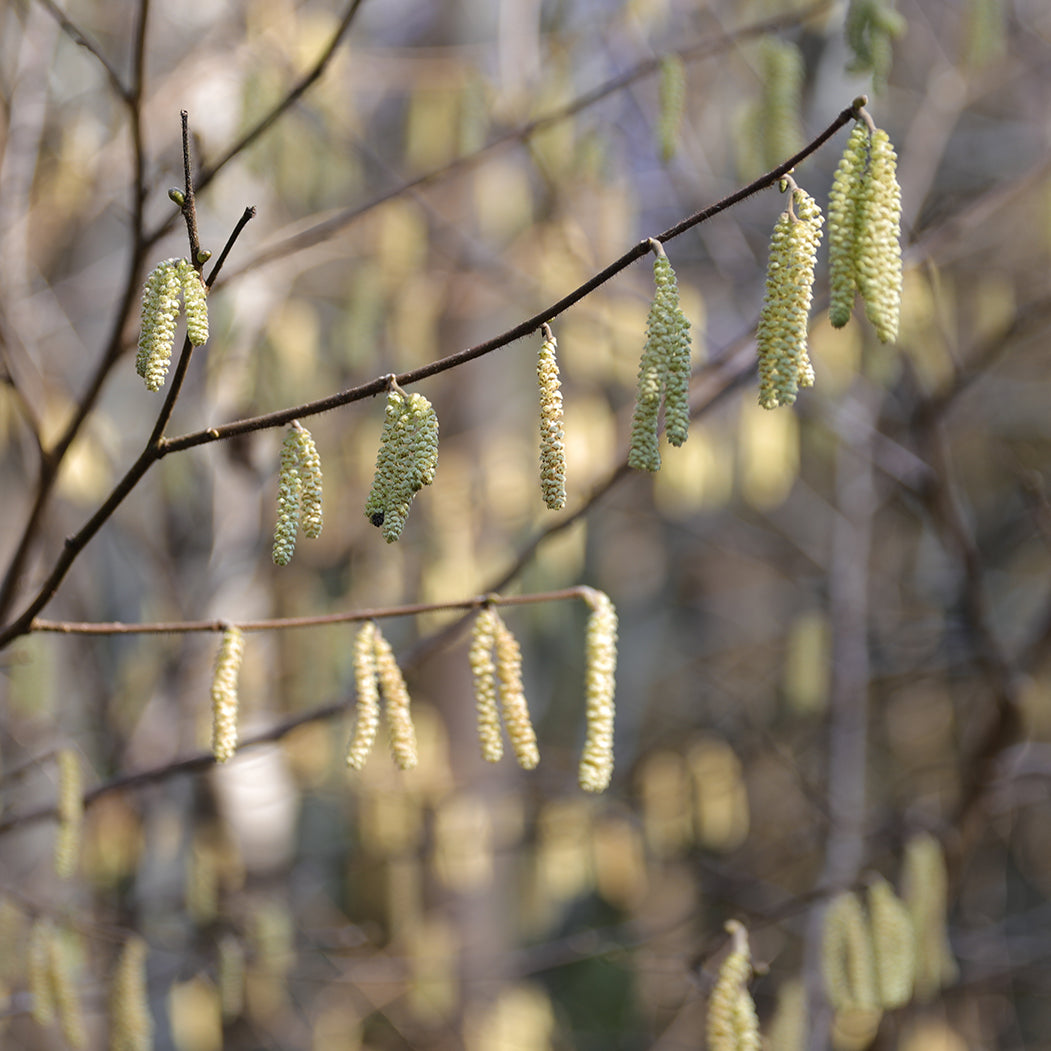 Large Hazel Catkins