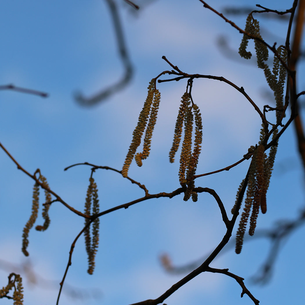 Small Hazel Catkins