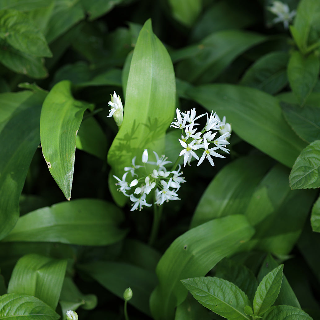 Large Wild Garlic Bowl