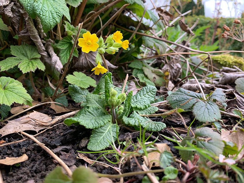 The Cowslip