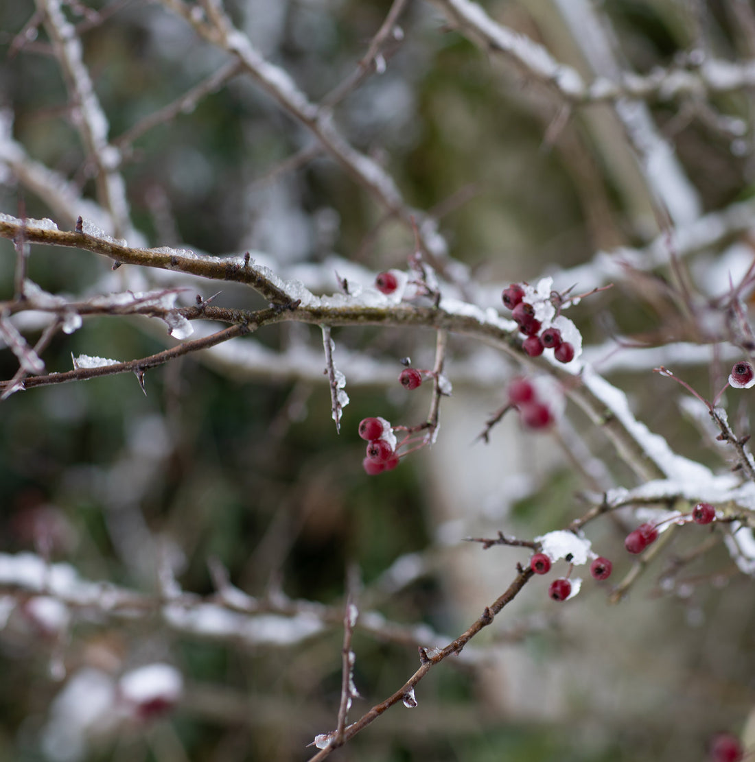Winter Weather