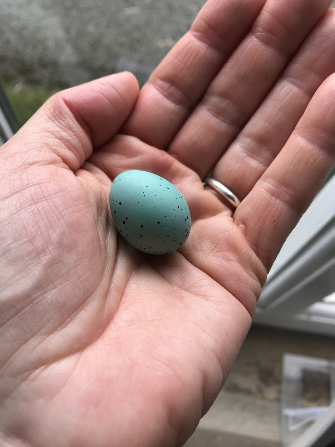 First Empty Egg of the Year