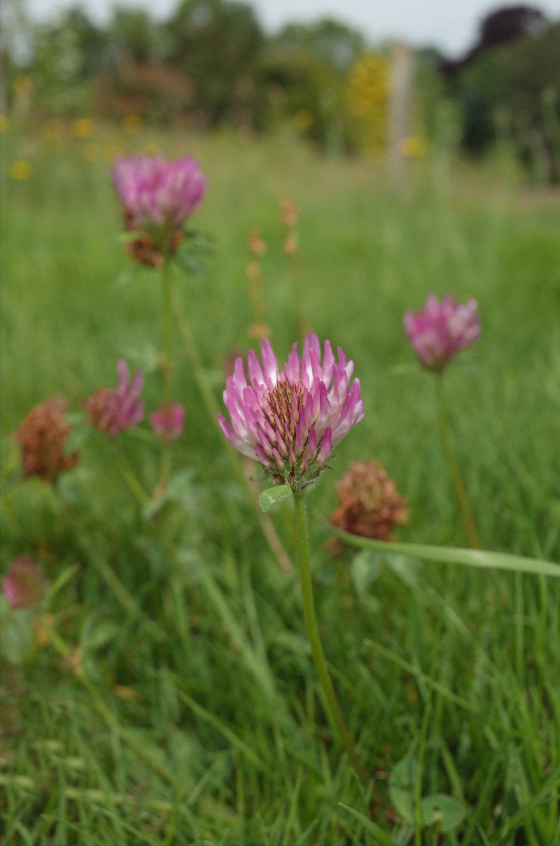 Red Clover - Limited Edition Summer 2020