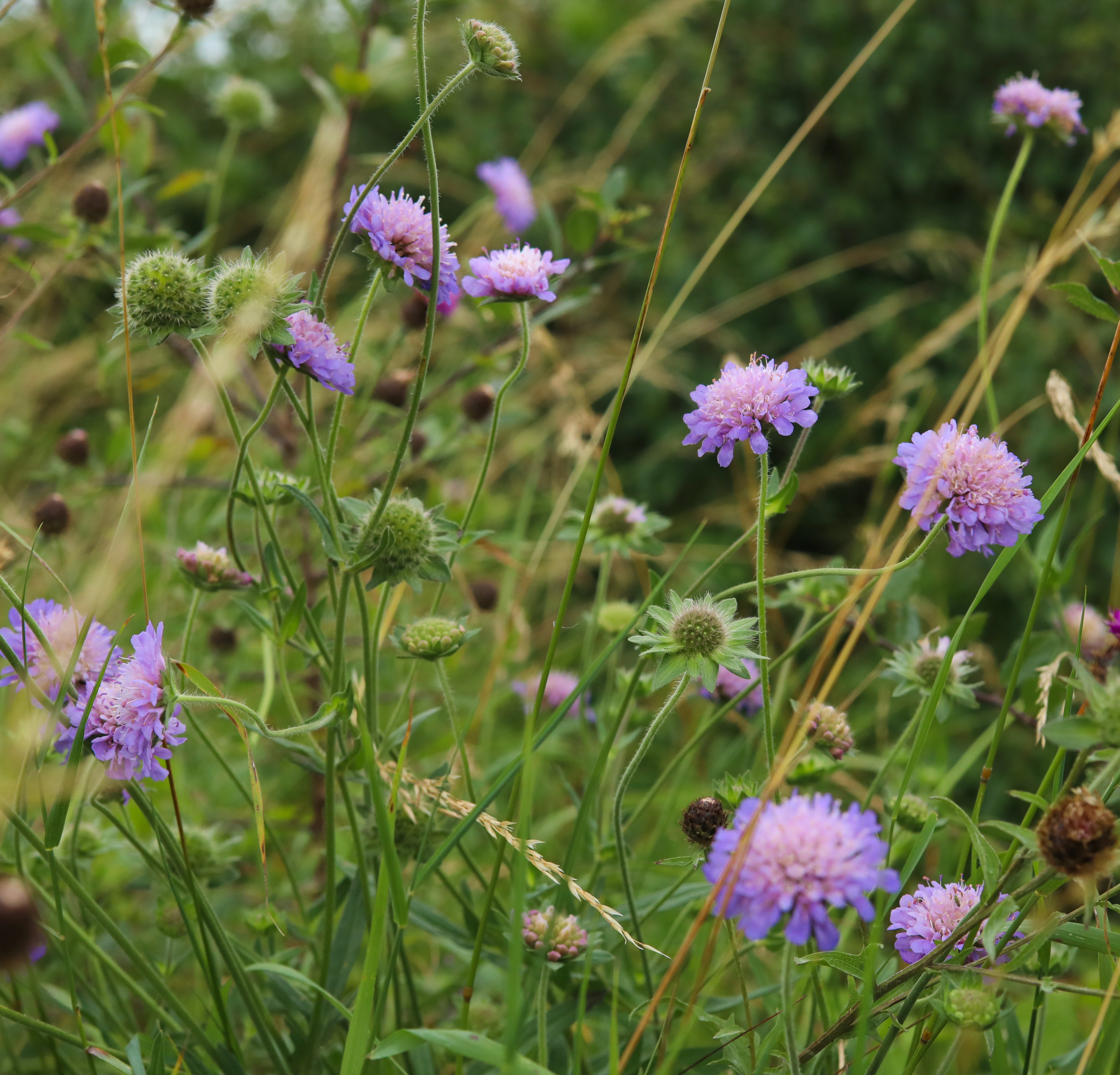 The Field Scabious – Gillies Jones Glass