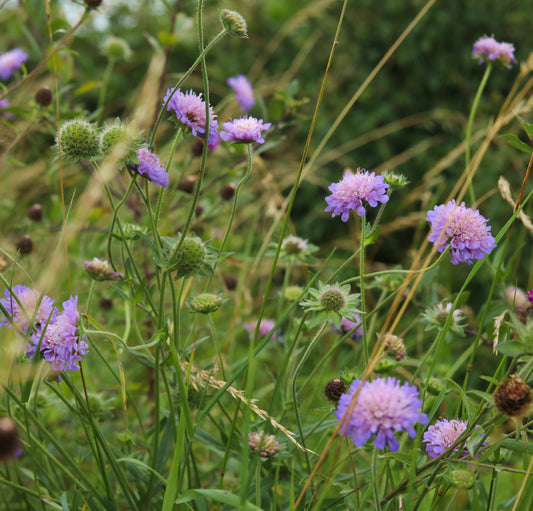 The Field Scabious