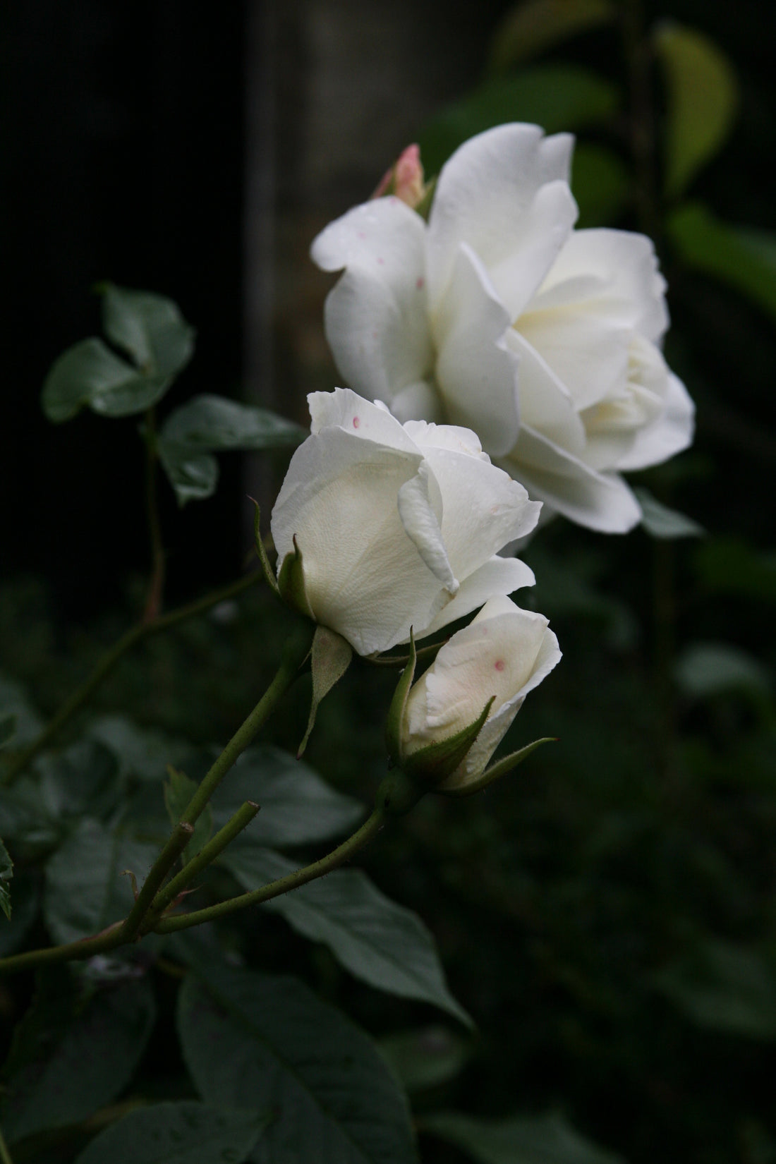 The White Rose of Yorkshire