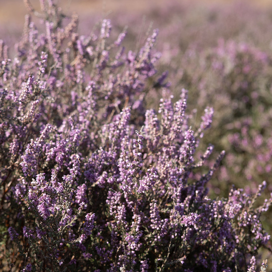 Large Ling Heather